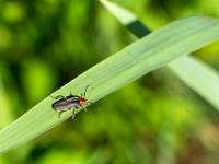 Gemeiner Weichkäfer oder Soldatenkäfer